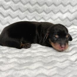 Raven - Black and cream female Dachshund puppy in Queen Creek, Arizona from Jolly Rogers Dachshunds