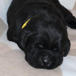 Ivy - Black female Labrador Retriever puppy in Camden, Indiana from Camden's Caring Canines