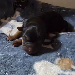 Girl 1 - Black and tan female Shorkie puppy in White Pigeon, Michigan from Kathys Yorkie and Shih-tzu Cuties