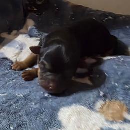 Girl 1 - Black and tan female Shorkie puppy in White Pigeon, Michigan from Kathys Yorkie and Shih-tzu Cuties