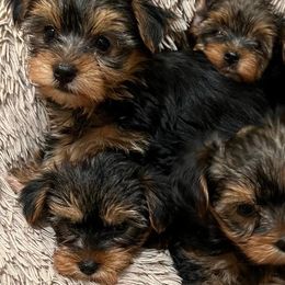 Yorkshire Terriers from Deb's Yorkie Pawz