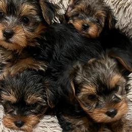 Yorkshire Terriers from Deb's Yorkie Pawz
