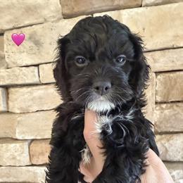 Melania - Black female Cockapoo puppy in Connersville, Indiana from MoonShine Babies