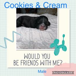 Aussiedoodle, Australian Shepherd, Poodle, and Shihpoo Puppies from Rocking N Aussies, Doodles, and Poodles