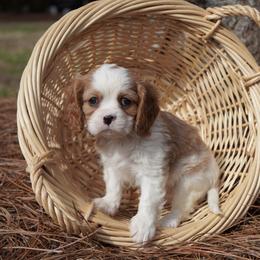 Harper - Blenheim female Cavalier King Charles Spaniel puppy in Lula, Georgia from Cavaliers by Crumley