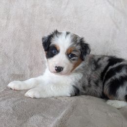 Australian Shepherd Puppies from Wray Aussies
