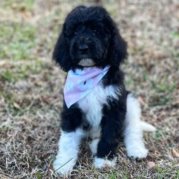 Mystic - Goldendoodle puppy in Chesnee, South Carolina from Pampered Paws Unlimited