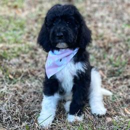 Mystic - Goldendoodle puppy in Chesnee, South Carolina from Pampered Paws Unlimited