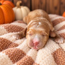 Biscuit - Red  male Goldendoodle puppy in Atwood, Oklahoma from Luxe Doodle Haven
