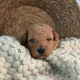Drumstick - Red  male Poodle puppy in Concord, California from Golden State Good Dogs