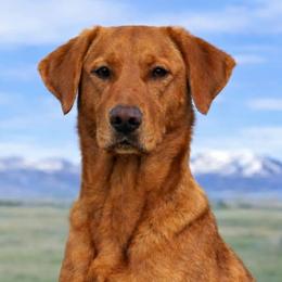 Golden Retrievers and Labrador Retrievers from Red Prairie Retrievers