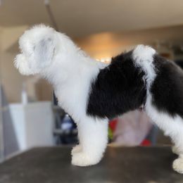 Old English Sheepdog Puppies from Whimzy Old English Sheepdogs