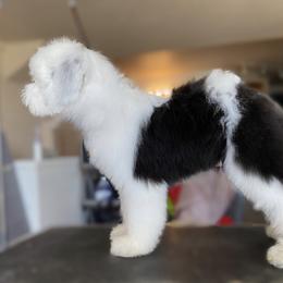 Old English Sheepdog Puppies from Whimzy Old English Sheepdogs