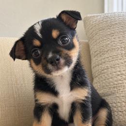Bella - Black and tan female Chihuahua puppy in Eustis, Florida from Chichianna's Legacy