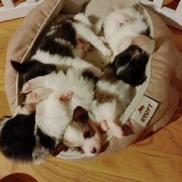 Boxer and Papillon Puppies from Tradition Boxers and Papillons