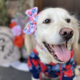 Reychel - Golden Retriever
