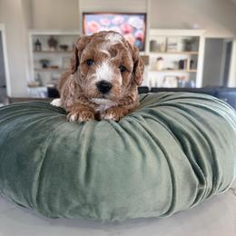 Pink Collar - Apricot female Goldendoodle puppy in Indiahoma, Oklahoma from Farm Fresh Doodles