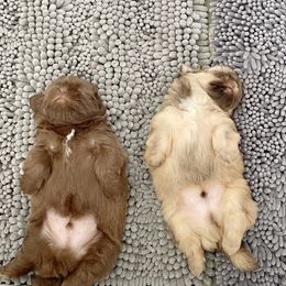 Shih Tzu Puppies from Arizona Sunrise Shih Tzus