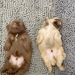 Shih Tzu Puppies from Arizona Sunrise Shih Tzus