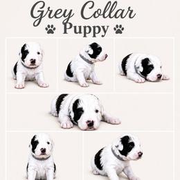 Grey collar - Black and white male Sheepadoodle puppy in Mesa, Arizona from Desert Sheepies and Doodles