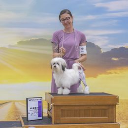 Lowchen All Grown Up from Potrero Lowchen