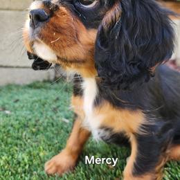 Cavalier King Charles Spaniel Puppies from Above All Else Love