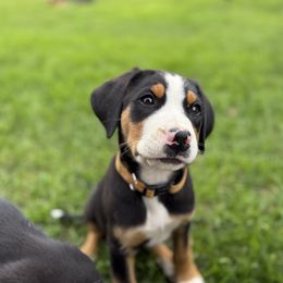 Yellow girl - Black, white and red female Greater Swiss Mountain Dog puppy in Woodland, Washington from Woodland Swissie’s