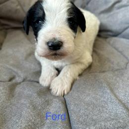 Ford - Black and white male Bernedoodle puppy in Urbandale, Iowa from Bernedoodlesbest