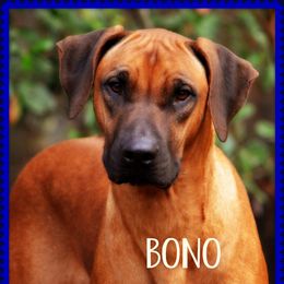 BONO - Rhodesian Ridgeback