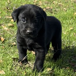 Orange - Black male Labrador Retriever puppy in Kinta, Oklahoma from Beaver Creek Kennels