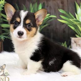 Rainy - Black and tan female Pembroke Welsh Corgi puppy in Akeley, Minnesota from Northwynd Corgis