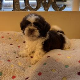 Snowflake - Liver and white female Shih Tzu puppy in Kodak, Tennessee from Cutshall Babies