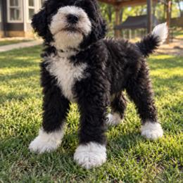 Gray Collar - Black and white male Aussiedoodle puppy in Albertville, Alabama from Home Sweet Home Doodles LLC