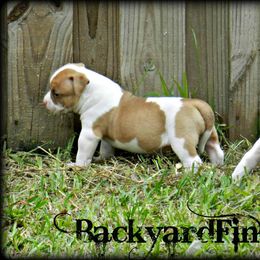 American Bulldog and French Bulldog Puppies from BackyardfinestBullys
