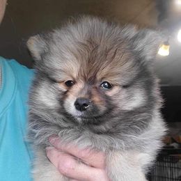 Boy 2 - Pomeranian puppy from CP Kennels
