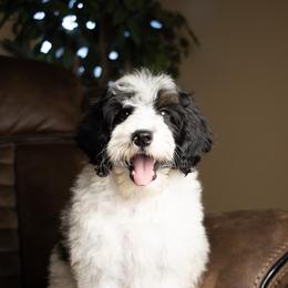 Brûlée - Tri-color male Bernedoodle puppy in Youngstown, Florida from Wonderland’s Boujie Kennels