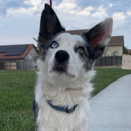 Wild - Border Collie