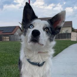Wild - Border Collie