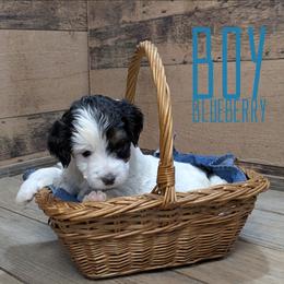 Blueberry - Tri-color male Bernedoodle puppy in Cambridge, Minnesota from Country Meadow Doodles