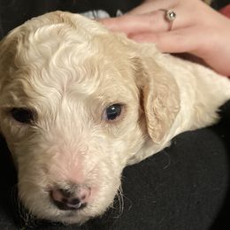 Girl 4 - Poodle puppy in Sherman, Texas from Ruth’s Poodles