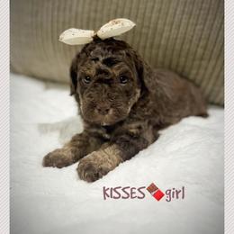 KISSES - Brown and white female Aussiedoodle puppy in Houston, Texas from Jomelkin Furry Pals