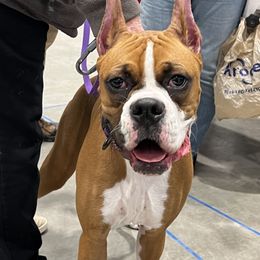 Boxer All Grown Up from Good Breeders