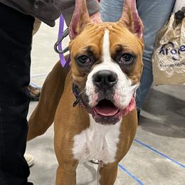 Boxer All Grown Up from Good Breeders