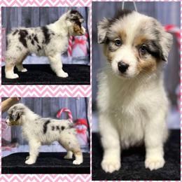 Girl 2 - Australian Shepherd puppy from Northwest Rainbow Aussies and Golden Retrievers