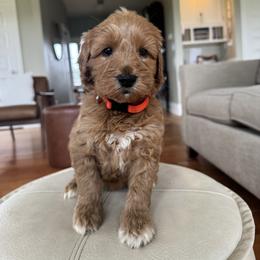 Orange - Red female Australian Labradoodle puppy in Ferndale, Washington from Annie's Doodles
