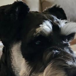 Daisy Lynne - Miniature Schnauzer