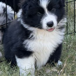 Punchy - Black & white female Australian Shepherd puppy in Coldwater, Mississippi from Pure Grit Aussies