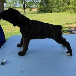 Boxer Puppies from SmashBox Kennel