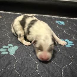 BMM - Blue merle male Australian Shepherd puppy in Washington, Indiana from Bombshell Australian Shepherds