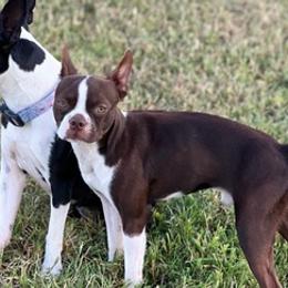 Boston Terriers from Ski’s Bostons